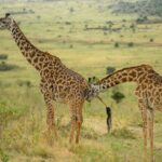 10 Day Bush and Beach Safari in Nairobi - Practical Details and Value