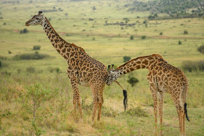 10 Day Bush and Beach Safari in Nairobi - Practical Details and Value