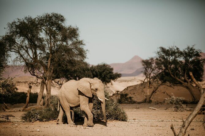 10 Day Discover Namibia Small Group Safari - Final Thoughts: Who Is This Tour Perfect For?