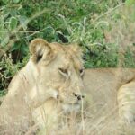 10 Day Gorilla Chimps and Big 5 Safari - Detailed Breakdown of the Itinerary