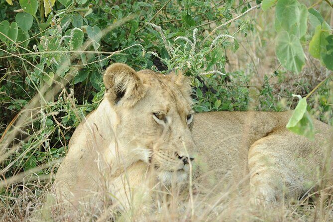 10 Day Gorilla Chimps and Big 5 Safari - Detailed Breakdown of the Itinerary