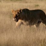 10-Day Namibia Highlights Guided Tour from Windhoek - What travelers love about this tour
