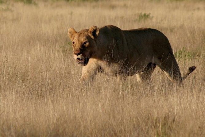 10-Day Namibia Highlights Guided Tour from Windhoek - What travelers love about this tour