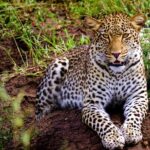 10-Day Predators Tanzania Safari Luxury Package - What makes this safari stand out?