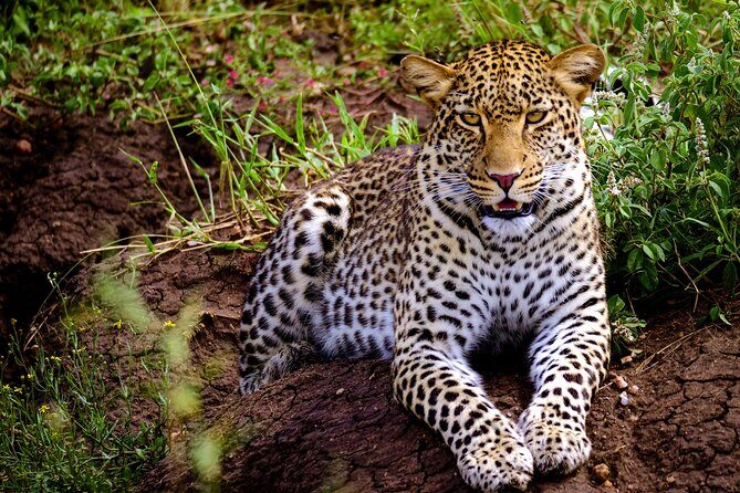10-Day Predators Tanzania Safari Luxury Package - What makes this safari stand out?