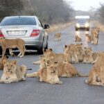 10-Day Private Tour Johannesburg to Cape Town - What Makes This Tour Stand Out
