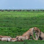 10 Day Serengeti, Ngorongoro Crater and Zanzibar Private Tour - Practical Considerations
