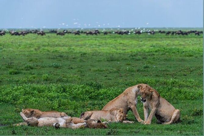 10 Day Serengeti, Ngorongoro Crater and Zanzibar Private Tour - Practical Considerations