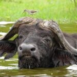 10 Day Uganda Memorable Lifetime Gorilla and Chimpanzee Safari - Why This Tour Offers Great Value