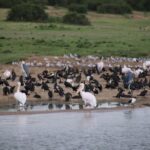 10 Day Western Uganda Budget Wildlife Safari - The Itinerary in Detail: What You Can Expect