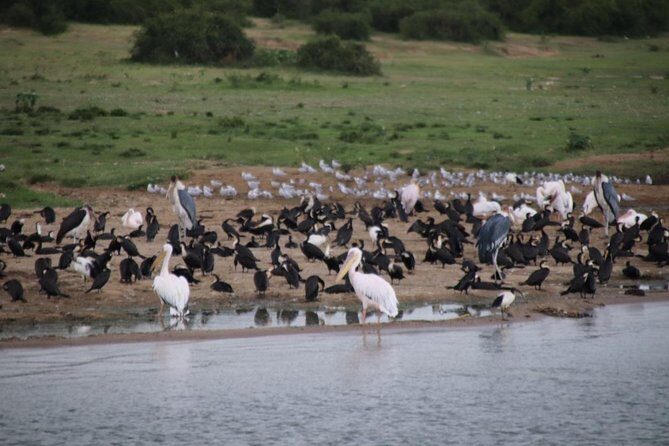 10 Day Western Uganda Budget Wildlife Safari - The Itinerary in Detail: What You Can Expect