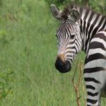 10-Day Wildlife Big 5, Murchison Falls and Gorilla Safari - Practical Considerations: What to Expect