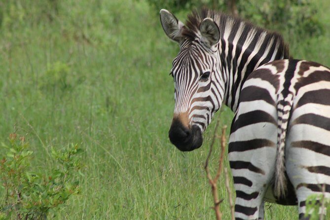 10-Day Wildlife Big 5, Murchison Falls and Gorilla Safari - Practical Considerations: What to Expect