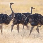 10 Days / 9 Nights Join group safari - The Wilds of Tarangire: Elephants and Baobabs