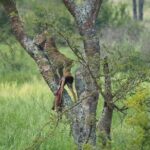 10 Days Affordable Gorilla Trekking Holiday - Authentic Experiences and Highlights