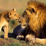 10-Days Explore Kenya Wildlife Private Safari - Who Should Book This Safari?