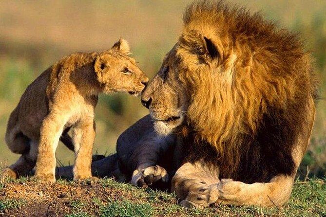 10-Days Explore Kenya Wildlife Private Safari - Who Should Book This Safari?