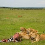 10 days family safari Tanzania - What Could Be Better