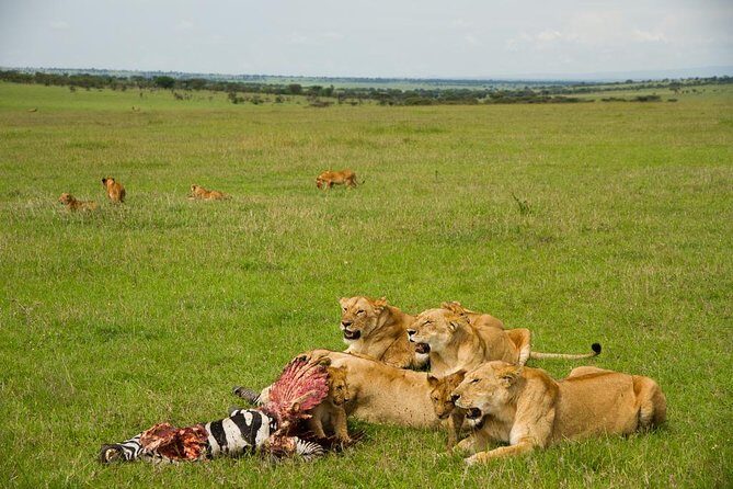 10 days family safari Tanzania - What Could Be Better