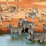 10-Days Kenya Wildlife Private Safari and Mombasa Diani Beach Holidays - What Makes This Tour Stand Out?