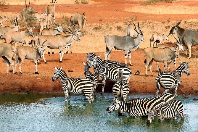 10-Days Kenya Wildlife Private Safari and Mombasa Diani Beach Holidays - What Makes This Tour Stand Out?