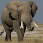10 Days Migration Luxury Safari - Why This Tour Offers Great Value