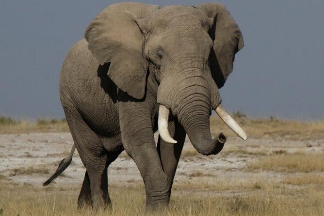 10 Days Migration Luxury Safari - Why This Tour Offers Great Value