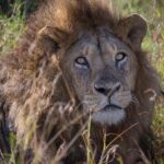 10 Days Mikumi Ruaha Selous Experience - Key Points