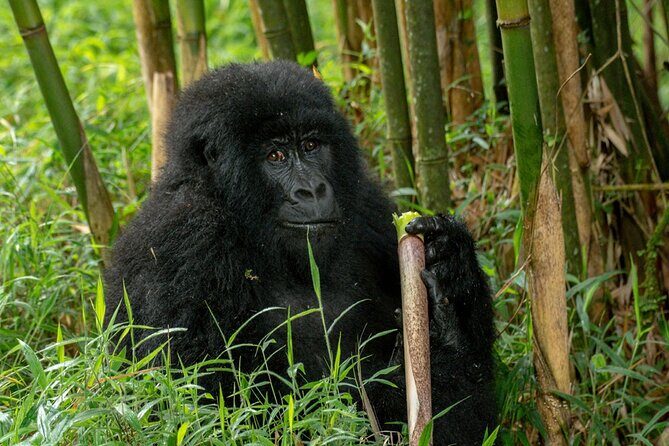 10 Days Private Uganda Safari with Pick-up - Practical Considerations