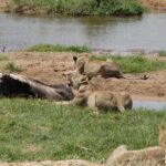 10 days Safari to Nyerere NP, Ruaha NP, Udzungwa NP and Mikumi NP + Isimila Site - FAQs