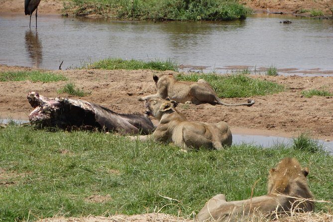 10 days Safari to Nyerere NP, Ruaha NP, Udzungwa NP and Mikumi NP + Isimila Site - FAQs