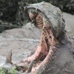 10-Days Uganda Gorillas and Chimpanzee Wildlife Discovery - The Itinerary Breakdown