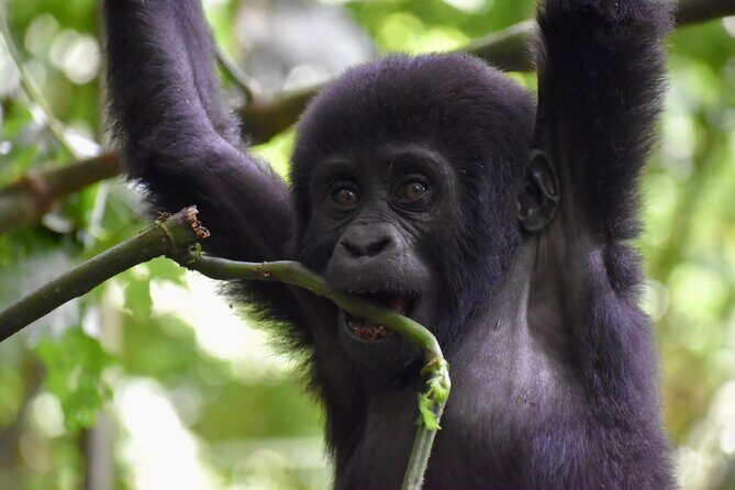 10 Days Uganda Safari with Gorillas - What Makes This Tour a Great Choice?