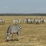 11-Day Wildebeest Migration Serengeti, Mara, Ngorongoro Crater. - Final Thoughts