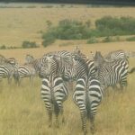 11 Days Guided Group Safari in Kenya And Tanzania - Price and Value