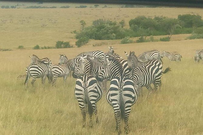 11 Days Guided Group Safari in Kenya And Tanzania - Price and Value