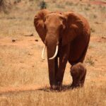 11-Days Kenya Zanzibar Safari - Summary: Who Is It Best For?