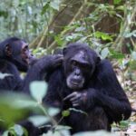 11 Days Uganda +Gorillas - Itinerary Breakdown: What Makes Each Stop Special