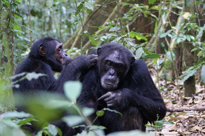 11 Days Uganda +Gorillas - Itinerary Breakdown: What Makes Each Stop Special