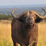 12-Day Big 5, Chimp & Gorilla Trekking Safari - The Sum Up