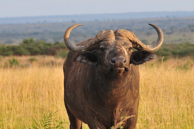 12-Day Big 5, Chimp & Gorilla Trekking Safari - The Sum Up