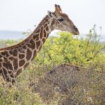 12 Day Classic Namibia Camping Safari - Practical Details & What to Expect