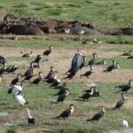 12-Day Pearl of Africa Wildlife and Adventure Highlights - Practical Insights: What You Can Expect