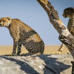 12 Days Amazing Tanzania Wildlife and Cultural Experience - Guides and Service Quality: The Heart of the Tour