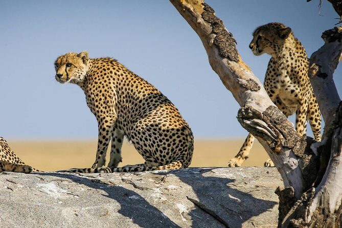12 Days Amazing Tanzania Wildlife and Cultural Experience - Guides and Service Quality: The Heart of the Tour