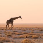 12 Days Guided Namibia In Plus | Guided Lodge - Days 5–6: Mountain Views, Coastal Towns, and Marine Life