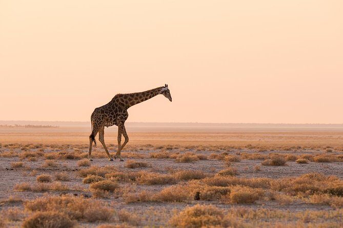 12 Days Guided Namibia In Plus | Guided Lodge - Days 5–6: Mountain Views, Coastal Towns, and Marine Life
