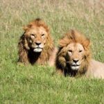 12 days Kenya and Tanzania safari private lodge from Nairobi - What Makes This Tour Stand Out