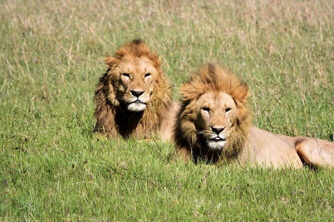 12 days Kenya and Tanzania safari private lodge from Nairobi - What Makes This Tour Stand Out