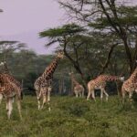 12 Days Kenya & Tanzania Safari Private Lodge Safari from Nairobi - Analyzing the Price & Value